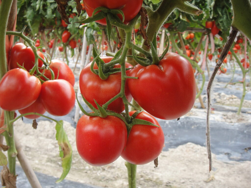 Tomatoes on vine
